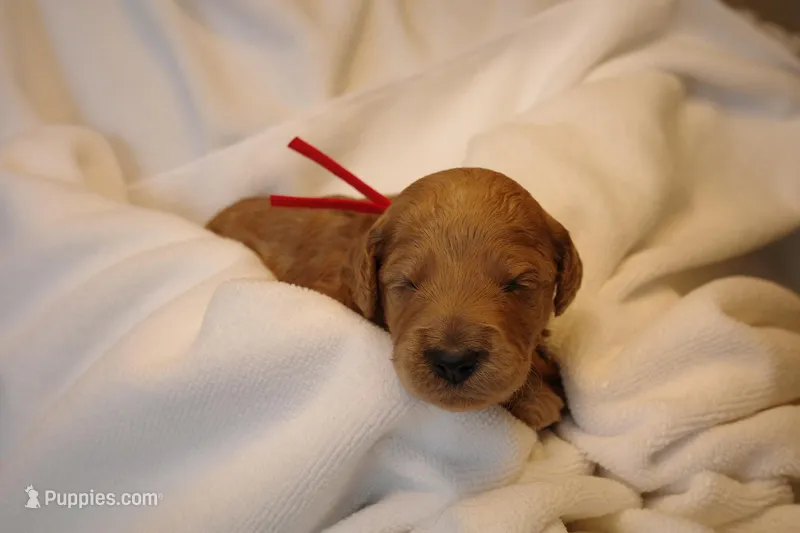 Biscotti - Red Collar – Goldendoodle puppy for sale in Seattle, WA