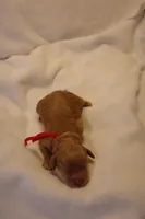 Biscotti - Red Collar, a female Goldendoodle for sale in Seattle, WA – Photo 5 of 5