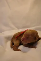 Biscotti - Red Collar, a female Goldendoodle for sale in Seattle, WA – Photo 2 of 5