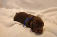 Cinnamon Roll - Dark Blue Collar, a male Goldendoodle for sale in Seattle, WA – Photo 2 of 4