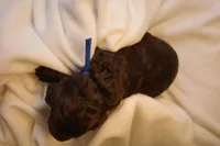 Cinnamon Roll - Dark Blue Collar, a male Goldendoodle for sale in Seattle, WA – Photo 8 of 9