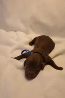 Cinnamon Roll - Dark Blue Collar, a male Goldendoodle for sale in Seattle, WA – Photo 3 of 4