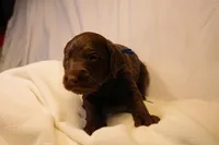 Cinnamon Roll - Dark Blue Collar, a male Goldendoodle for sale in Seattle, WA – Photo 9 of 9