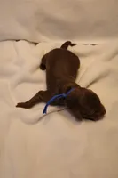 Cinnamon Roll - Dark Blue Collar, a male Goldendoodle for sale in Seattle, WA – Photo 4 of 4