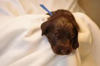 Cinnamon Roll - Dark Blue Collar, a male Goldendoodle for sale in Seattle, WA – Photo 7 of 9