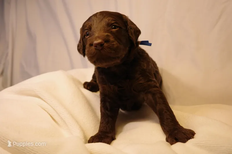 Cinnamon Roll - Dark Blue Collar – Goldendoodle puppy for sale in Seattle, WA