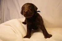 Cinnamon Roll - Dark Blue Collar, a male Goldendoodle for sale in Seattle, WA – Photo 1 of 9