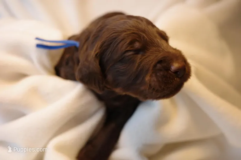 Cinnamon Roll - Dark Blue Collar – Goldendoodle puppy for sale in Seattle, WA