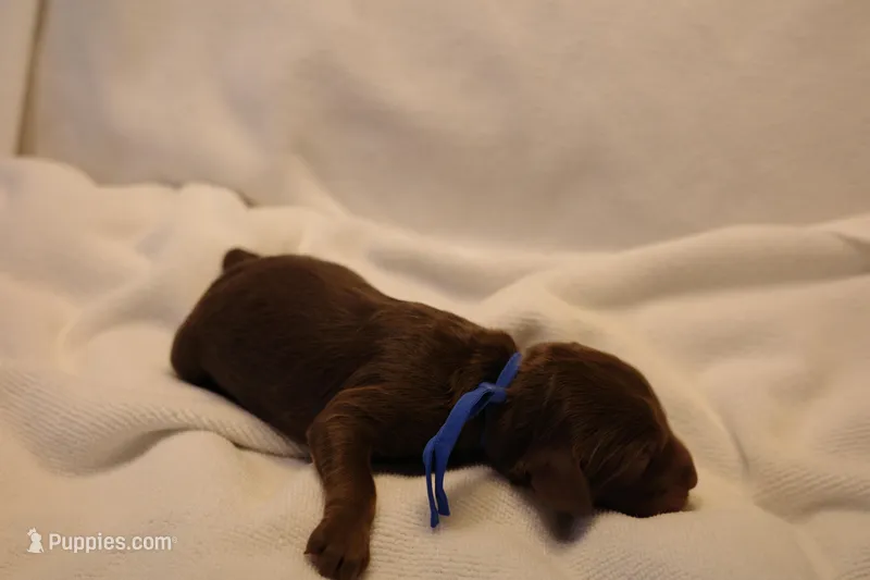 Cinnamon Roll - Dark Blue Collar – Goldendoodle puppy for sale in Seattle, WA