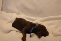 Cinnamon Roll - Dark Blue Collar, a male Goldendoodle for sale in Seattle, WA – Photo 1 of 4