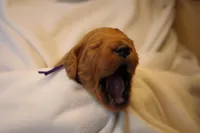 Tiramisu - Purple Collar, a female Goldendoodle for sale in Seattle, WA – Photo 2 of 10