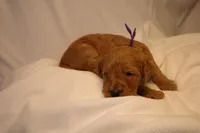 Tiramisu - Purple Collar, a female Goldendoodle for sale in Seattle, WA – Photo 1 of 10