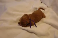 Tiramisu - Purple Collar, a female Goldendoodle for sale in Seattle, WA – Photo 4 of 4