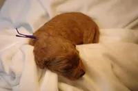 Tiramisu - Purple Collar, a female Goldendoodle for sale in Seattle, WA – Photo 8 of 10