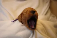 Tiramisu - Purple Collar, a female Goldendoodle for sale in Seattle, WA – Photo 7 of 10