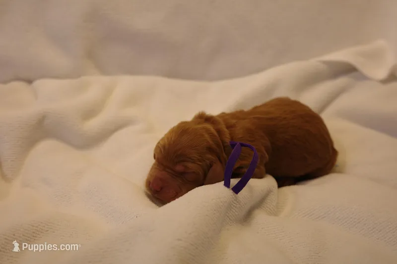 Tiramisu - Purple Collar – Goldendoodle puppy for sale in Seattle, WA