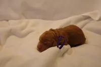 Tiramisu - Purple Collar, a female Goldendoodle for sale in Seattle, WA – Photo 1 of 4