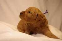 Tiramisu - Purple Collar, a female Goldendoodle for sale in Seattle, WA – Photo 10 of 10