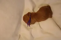 Tiramisu - Purple Collar, a female Goldendoodle for sale in Seattle, WA – Photo 2 of 4