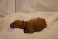 Tiramisu - Purple Collar, a female Goldendoodle for sale in Seattle, WA – Photo 3 of 4