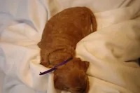 Tiramisu - Purple Collar, a female Goldendoodle for sale in Seattle, WA – Photo 9 of 10