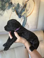 Hot Dog ( Purple), a female Goldendoodle and Poodle - Standard  for sale in Seattle, WA – Photo 3 of 8