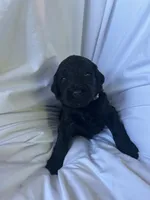 Hot Dog ( Purple), a female Goldendoodle and Poodle - Standard  for sale in Seattle, WA – Photo 8 of 8