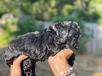 Hot Dog ( Purple), a female Goldendoodle and Poodle - Standard  for sale in Seattle, WA – Photo 2 of 8