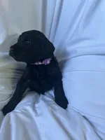 Hot Dog ( Purple), a female Goldendoodle and Poodle - Standard  for sale in Seattle, WA – Photo 7 of 8