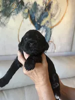 Hot Dog ( Purple), a female Goldendoodle and Poodle - Standard  for sale in Seattle, WA – Photo 5 of 8