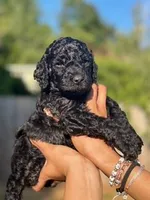 S'Mores (Pale Blue), a female Goldendoodle and Poodle - Standard  for sale in Seattle, WA – Photo 1 of 10