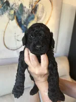 S'Mores (Pale Blue), a female Goldendoodle and Poodle - Standard  for sale in Seattle, WA – Photo 10 of 10