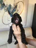 S'Mores (Pale Blue), a female Goldendoodle and Poodle - Standard  for sale in Seattle, WA – Photo 3 of 10