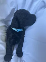 S'Mores (Pale Blue), a female Goldendoodle and Poodle - Standard  for sale in Seattle, WA – Photo 5 of 10