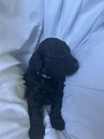 S'Mores (Pale Blue), a female Goldendoodle and Poodle - Standard  for sale in Seattle, WA – Photo 9 of 10