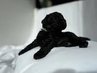 S'Mores (Pale Blue), a female Goldendoodle and Poodle - Standard  for sale in Seattle, WA – Photo 6 of 10