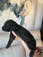 S'Mores (Pale Blue), a female Goldendoodle and Poodle - Standard  for sale in Seattle, WA – Photo 8 of 10