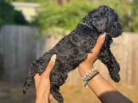 S'Mores (Pale Blue), a female Goldendoodle and Poodle - Standard  for sale in Seattle, WA – Photo 2 of 10
