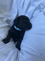 S'Mores (Pale Blue), a female Goldendoodle and Poodle - Standard  for sale in Seattle, WA – Photo 4 of 10