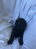 S'Mores (Pale Blue), a female Goldendoodle and Poodle - Standard  for sale in Seattle, WA – Photo 7 of 10