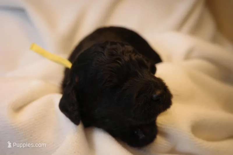 Lemon Bar - Yellow Collar – Goldendoodle puppy for sale in Seattle, WA