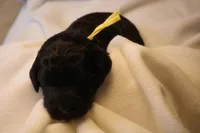 Lemon Bar - Yellow Collar, a male Goldendoodle for sale in Seattle, WA – Photo 7 of 7