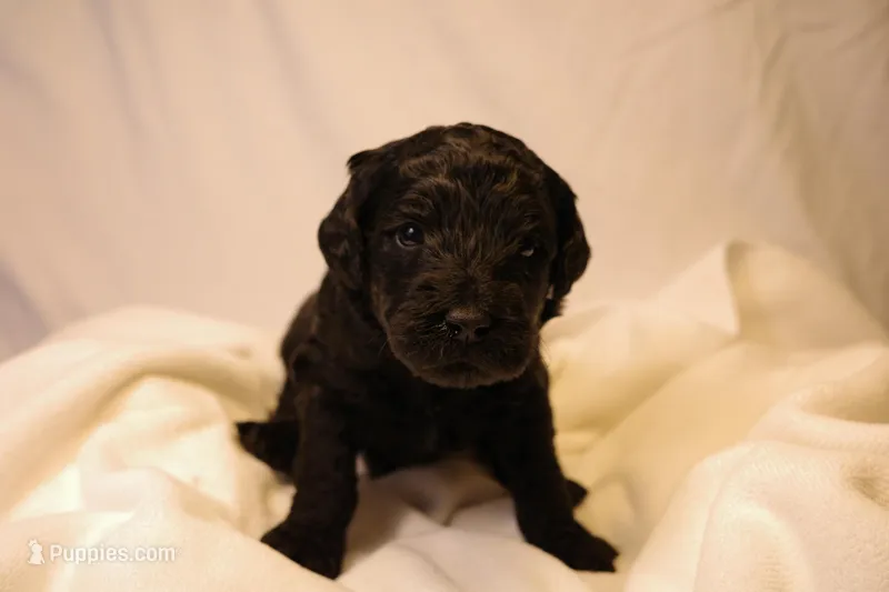 Lemon Bar - Yellow Collar – Goldendoodle puppy for sale in Seattle, WA