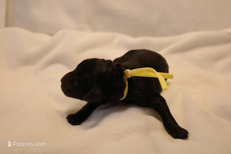 Lemon Bar - Yellow Collar – Goldendoodle puppy for sale in Seattle, WA