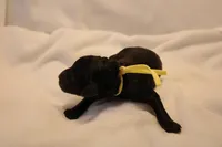 Lemon Bar - Yellow Collar, a male Goldendoodle for sale in Seattle, WA – Photo 1 of 4