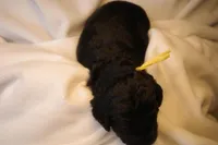 Lemon Bar - Yellow Collar, a male Goldendoodle for sale in Seattle, WA – Photo 6 of 7