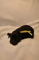 Lemon Bar - Yellow Collar, a male Goldendoodle for sale in Seattle, WA – Photo 3 of 4