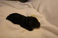 Lemon Bar - Yellow Collar, a male Goldendoodle for sale in Seattle, WA – Photo 4 of 4