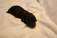 Lemon Bar - Yellow Collar, a male Goldendoodle for sale in Seattle, WA – Photo 2 of 4