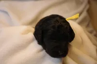 Lemon Bar - Yellow Collar, a male Goldendoodle for sale in Seattle, WA – Photo 5 of 7